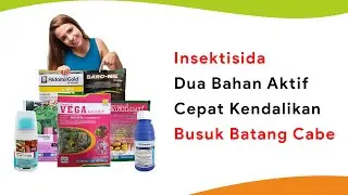 7 Fungisida 2 Bahan Aktif Lebih Efektif dan Cepat Kendalikan Phytophthora Busuk Batang