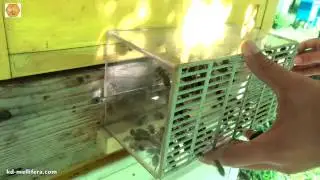 Отбор трутней для ИО из облетника