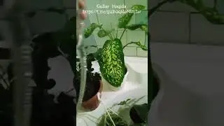 Хонаки гулларимиз учун очиқ душ яъни чўмилтириш хақида маълумотлар.