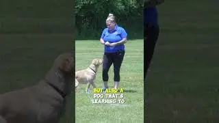 How To Tire Out Your Dog With A Long-Line!