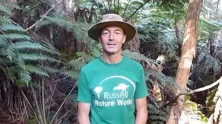 Best Kiwi & Possum Video EVER