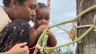 Panen sayur dan b4y!ku langsung makan sayur di kebun