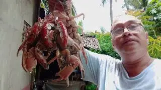 how to cook and how to debone mud lobster
