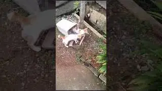 si onyen 3 bersaudara #kitten #animals #funny
