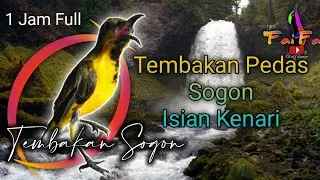 Masteran Sogon Isian Kenari, Tembakan Pedas, Roll Tembak, Jernih + Terapi Suara Air, Paling Joss