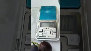 Виноград Эверест