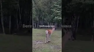 Dereville вашими очима❤️