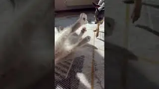 Утро начинается у Бруно и Белки.