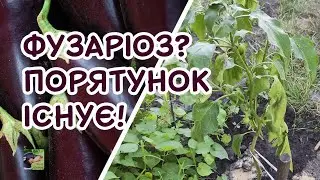 Баклажани, перець - в'яне і жовтіє листя? Я знаю, що з цим робити! | Агро-Рокся