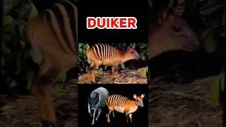DUIKERS|ANIMALS THAT LIVE IN THE RAINFORESTS OF AFRICA 