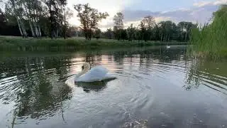 Лебедь😍 Лёня исполняет Лебединое Озеро|SwanLake🙌💕💖