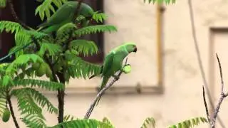 PARROTS