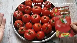 No. 335 tomatoes of the 