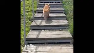 Котята курильский бобтейл. Наш выпускник Soya Untara Virage и друг Кайрос.
