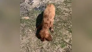 Весенние прогулки. Встреча с другим английским спаниелем