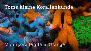 Tom's Little Coral Guide: Montipora Digitata 'Orange'