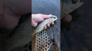 Fishing with worms #fishing #shorts