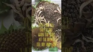 How to Make Your Own Bird Feeders From Sunflowers 🌻 