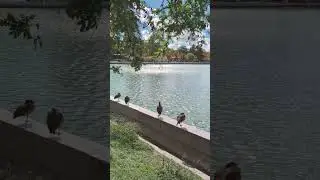 Lake in the City