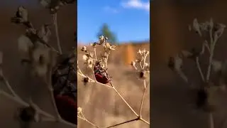 Будь счастлив в этот миг . Этот миг и есть твоя жизнь .🐞