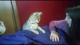 When Sheets Attack! (Hilarious Serval)