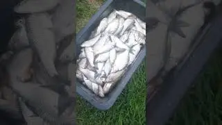 Вобла в Астраханской обл.