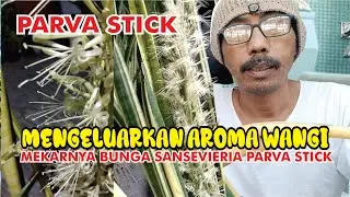 Mengeluarkan aroma wangi semerbak dimalam hari bunga sansevieria parva stick varigata