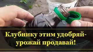 Третья подкормка клубники - фундамент гигантского урожая!