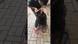 Слепой ротвейлер Тоша
