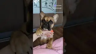 Люблю, конечно💗 #recommended #питомцы #pets #рекомендации #trending