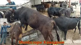 МОЛБОЗОРИ ХАМАДОНИ НАРХИ ГУНАЧИНИ КСИР БУКА ГУСАЛА мая 2021 г.