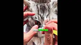Wenn Ein Haustier Stirbt Kommt Dieser Spezialist 🐾💔