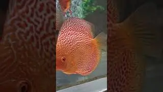 КРАСОТЕНЬ В КРИСТАЛЛЕ! 😆 👍