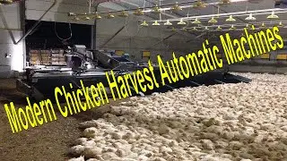 Saving with Very İnteresting Chicken Farm and Big Machines