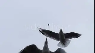 Amazing Catching Bread on the Sky by Seagull in Slow Motion.