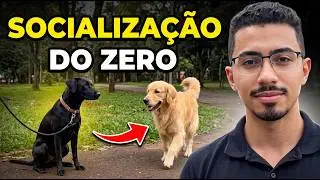 How to Socialize Your Dog Step by Step (Complete Lesson in Practice!)