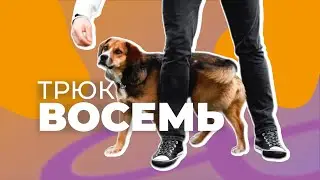 НАУЧИТЬ ДЕЛАТЬ ВОСЬМЕРКУ МЕЖДУ НОГ 🐩 Трюк для собаки осемь, вит, восемь, змейка, бегать между ног 🐾