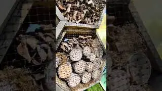 Готель для комах вже активно заселяється новими жителями 🐝🐞