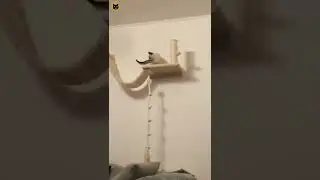 kitty gym | meeowTV