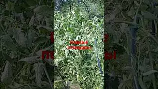 ОЗИМЫЕ ПОМИДОРЫ САМОСЕВОМ