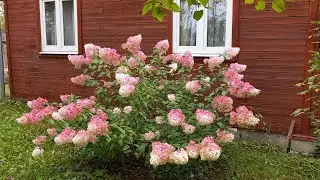 ДАЧНЫЕ ЗАРИСОВКИ. Гортензии продолжают менять цвет! Как они красивы!!! /19.09.23г.