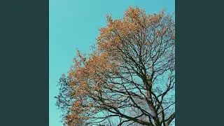 Maple Syrup