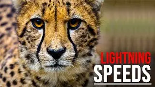 Top 10 Extremely Fast Animals!