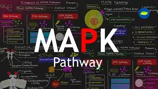 MAPK Signaling Pathway| Basic Science Series