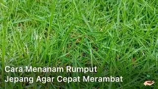 Menanam rumput jepang