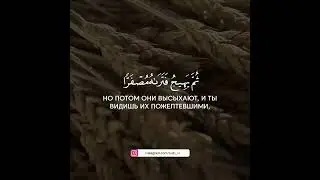 Сура Аль - Хадид аят 20 @tooke_bakyt_al_oshiy