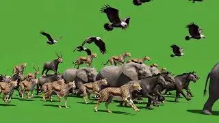 Crazy Animal Stampede Green Screen | Massive Wild Run in One Frame