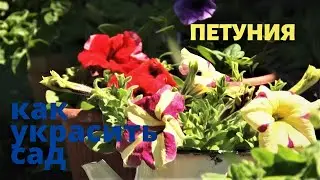 Петуния. Как украсить сад