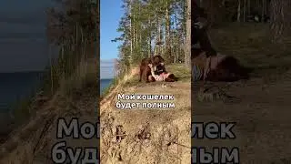 Любимая собака 