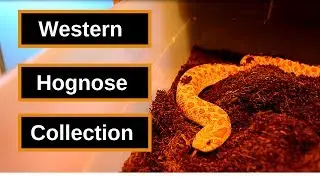 Hognose Snake Collection